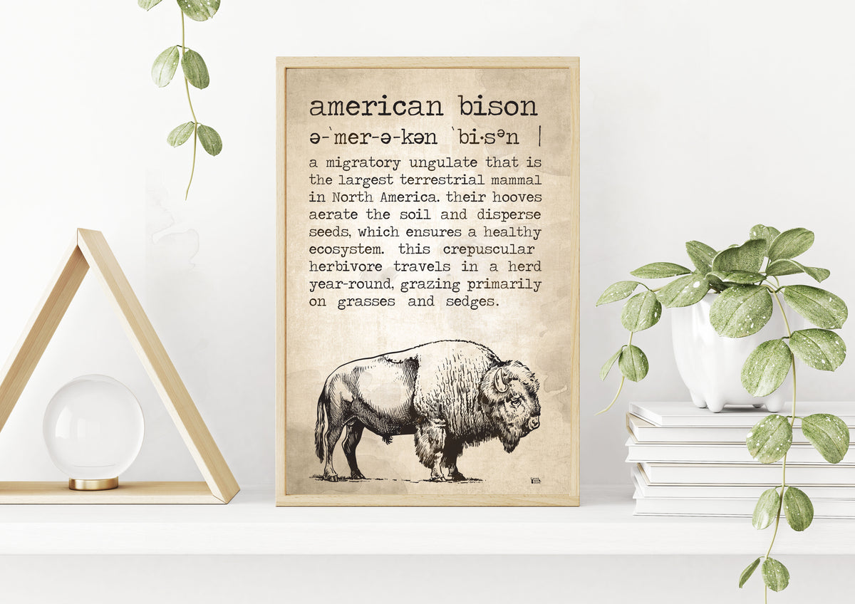Frank Worthley mode krøllet American Bison Definition Poster – Rack and Plume